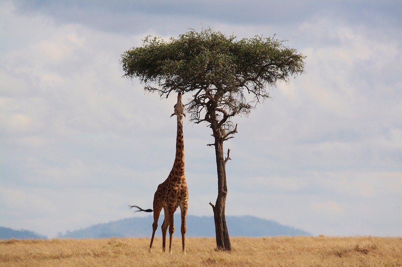 The Most Overused Nicknames For Tall People