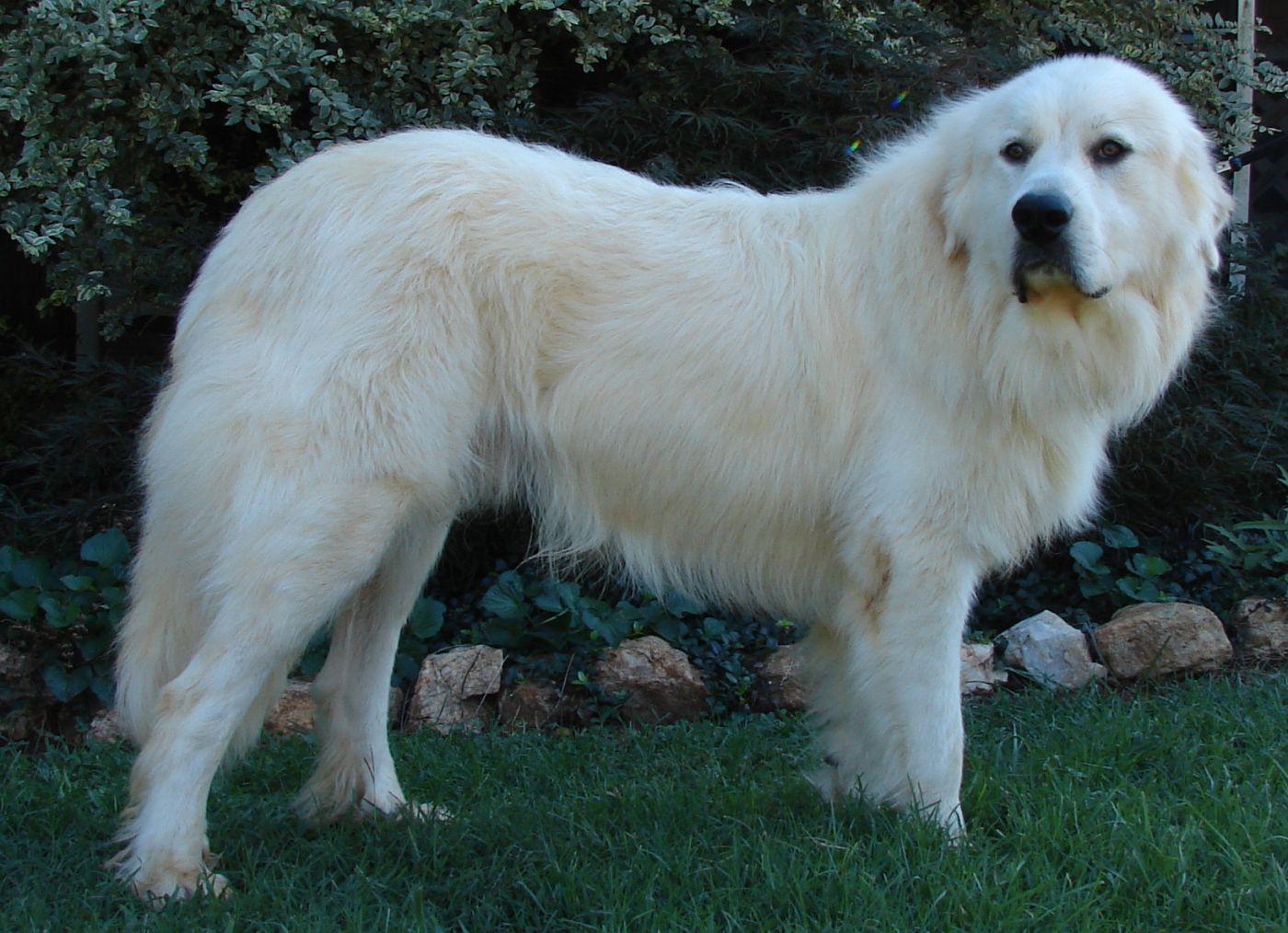 Big store pyrenees dog