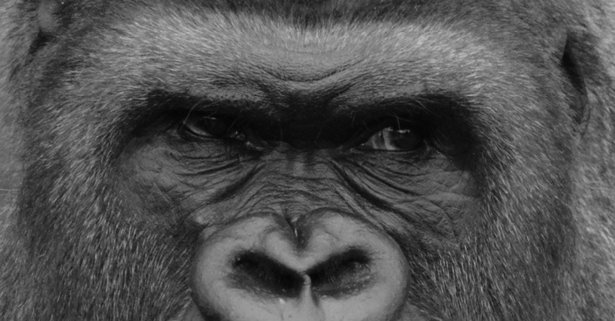Understanding How Your Ape Index Impacts Your Life