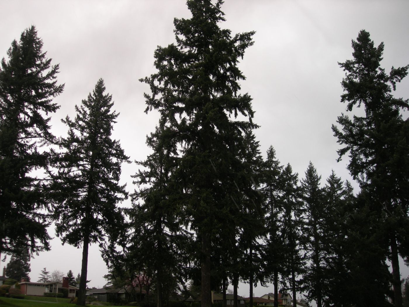 Coast Douglas-fir is the Third Tallest Tree and Second Tallest Conifer