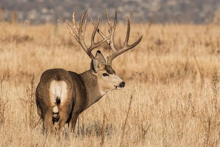 How Tall Can Deer Antlers Get?