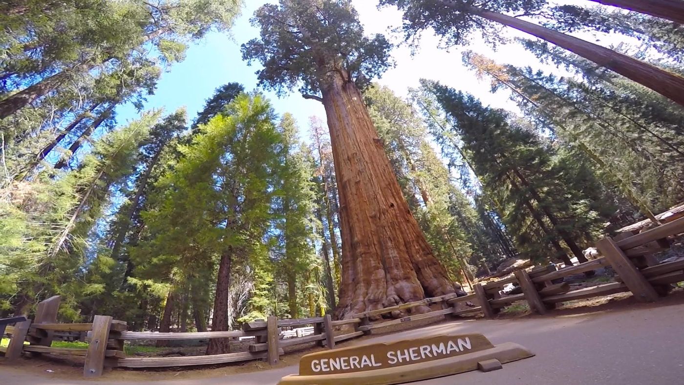 Giant Sequoias are Very Tall, But Endangered