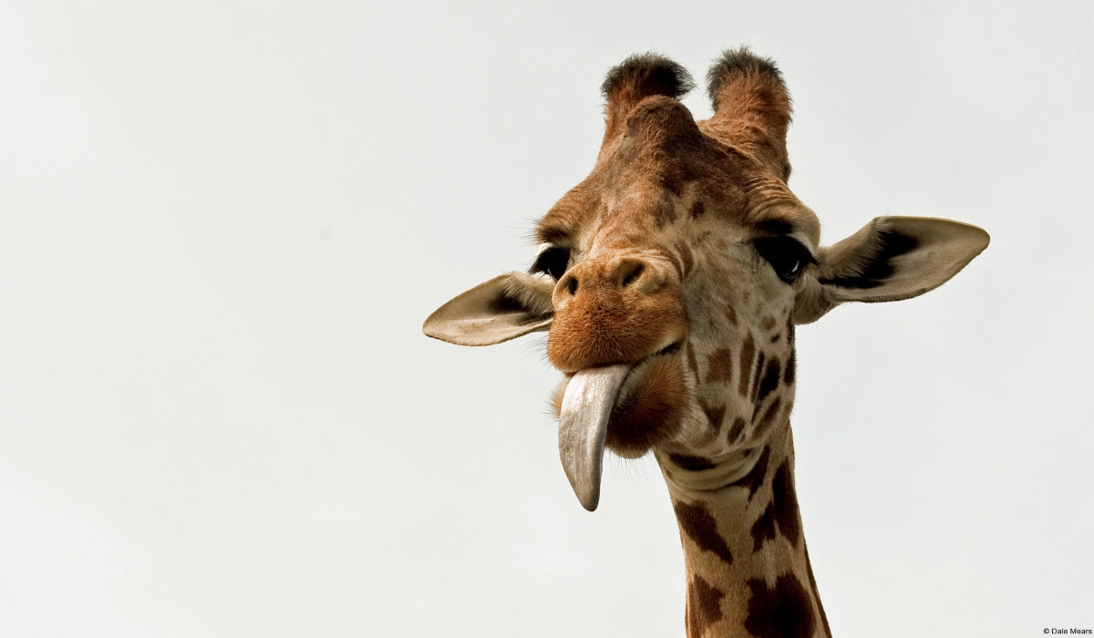 How Much Do You Know About Giraffes?