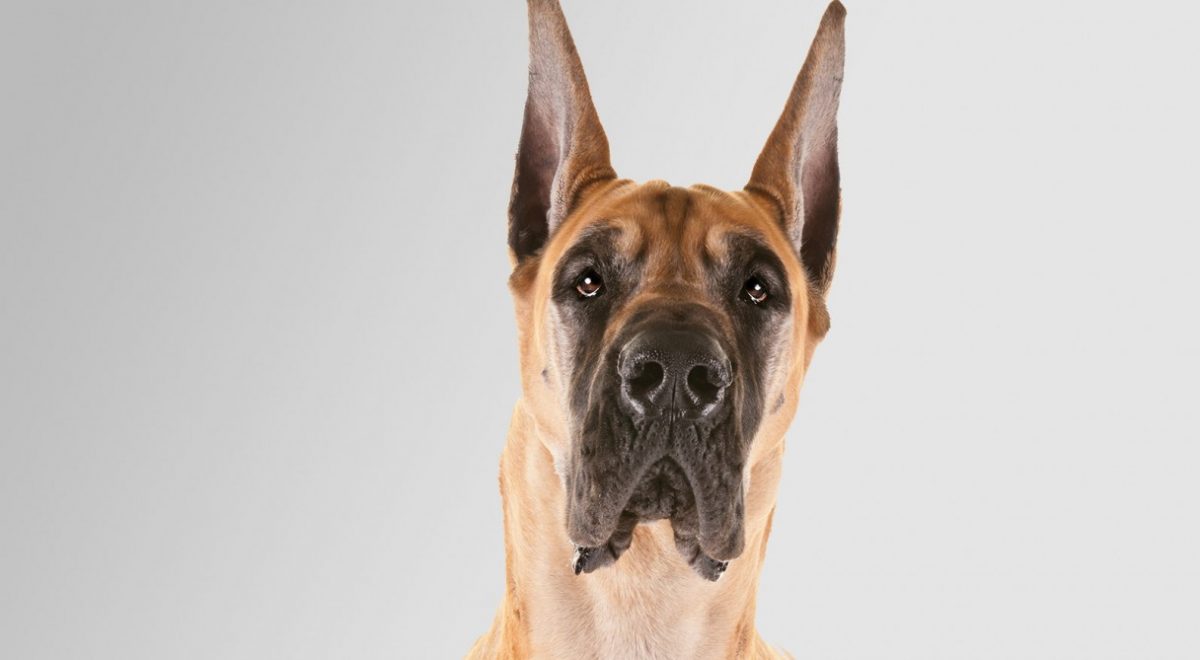 What is the Tallest Dog Breed?