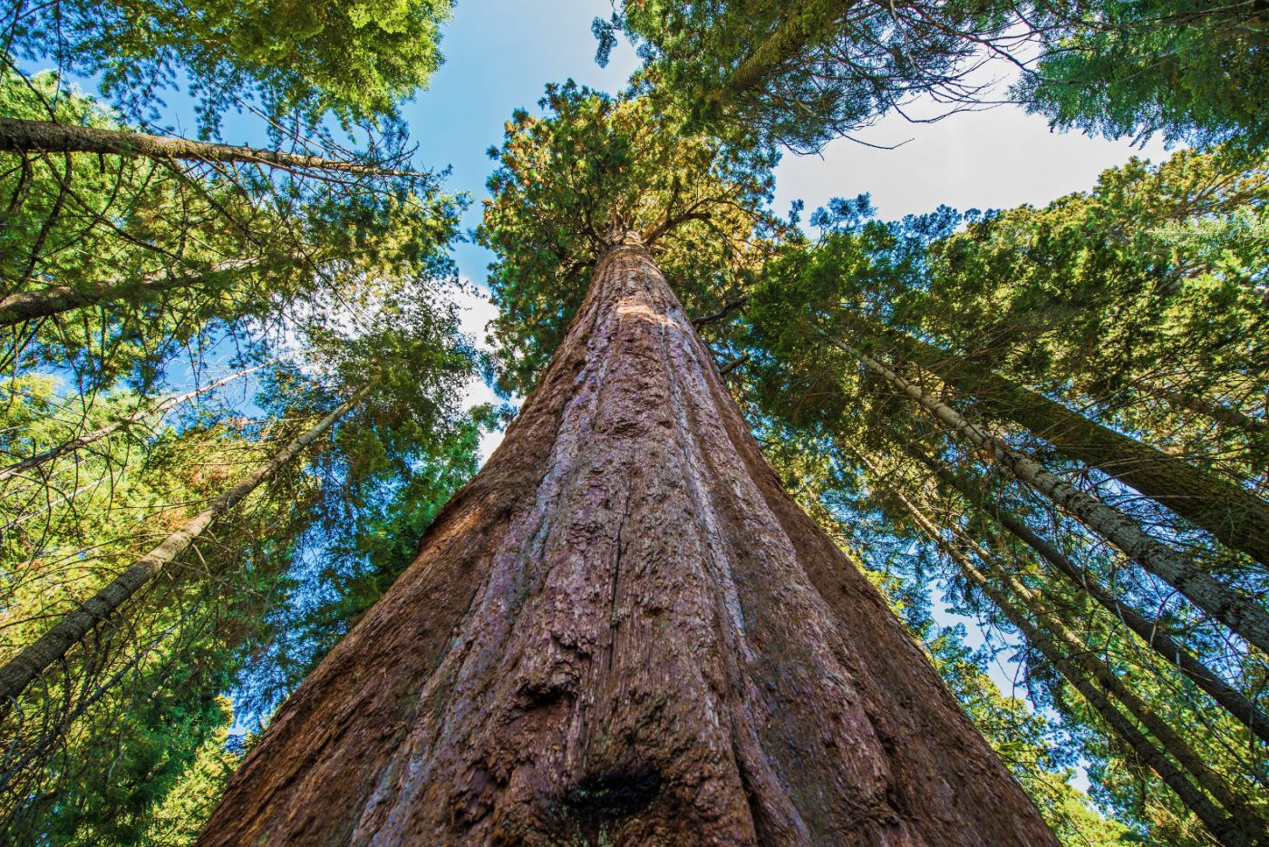 Hyperion is the Tallest Tree and it is a Coast Redwood