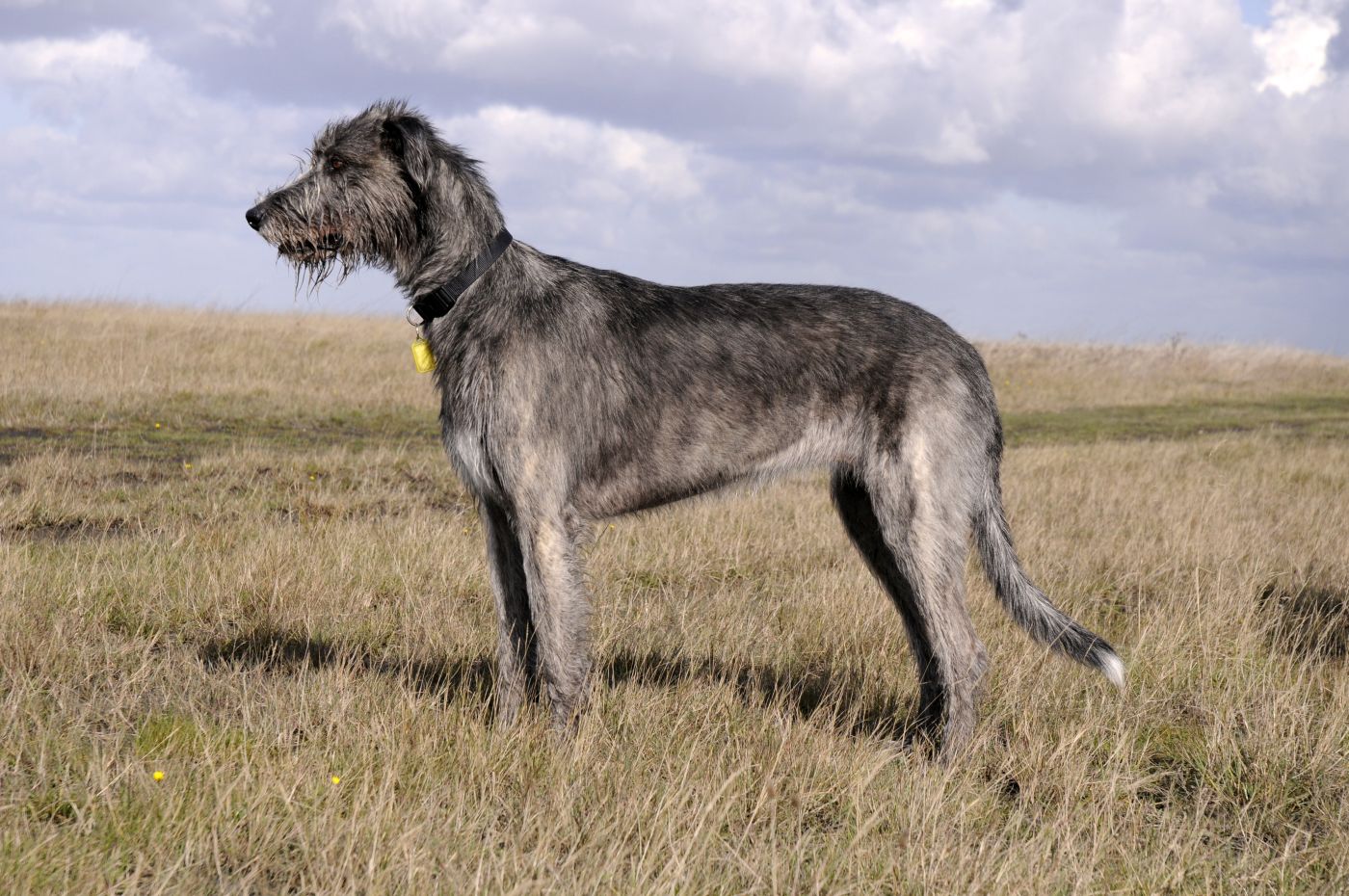 The Tallest Dog Breed is the Irish Wolfhound