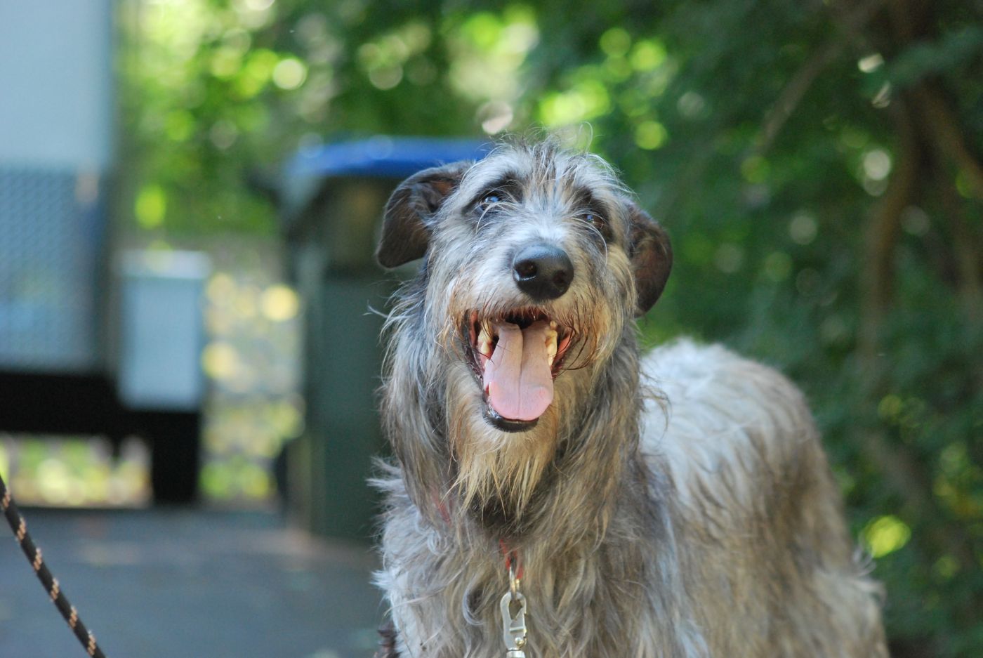 Scottish Deerhounds are an Ancient Breed