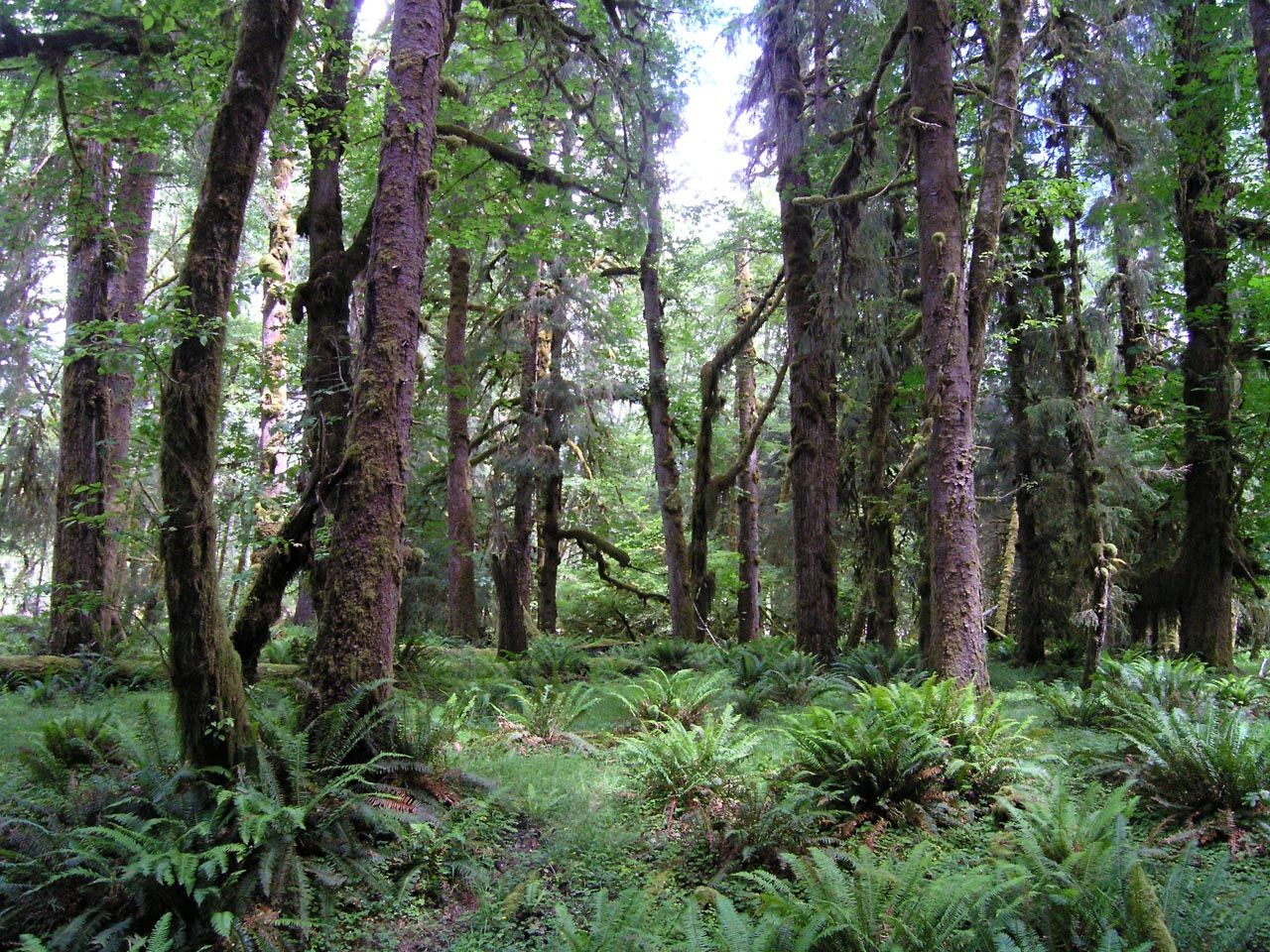 Sitka Spruce is Tall and is Invading Norway