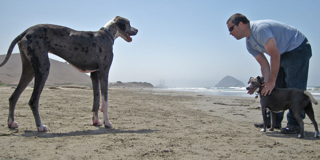 Tall Dogs To Match Their Tall Owners